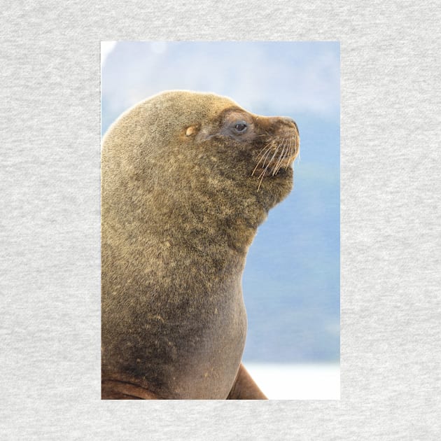 Weddell Seal in Beagle Channel, Ushuaia - Argentina by holgermader